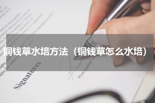 铜钱草水培方法（铜钱草怎么水培）