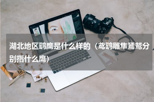 湖北地区鹞鹰是什么样的（鸢鹞雕隼鵟鹫分别指什么鹰）
