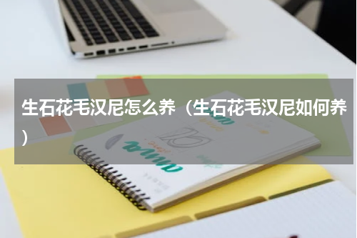 生石花毛汉尼怎么养（生石花毛汉尼如何养）