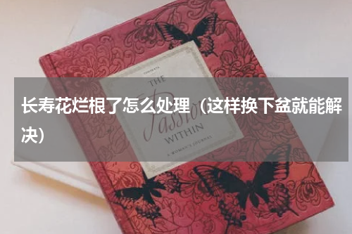 长寿花烂根了怎么处理（这样换下盆就能解决）