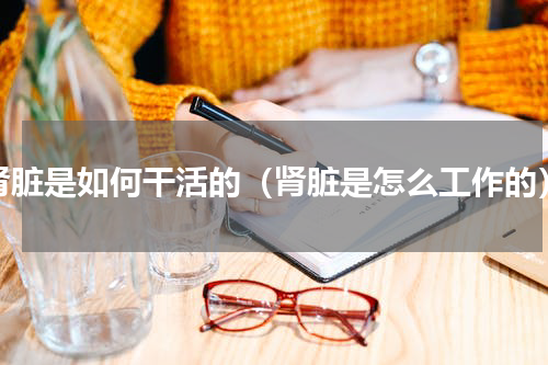 肾脏是如何干活的（肾脏是怎么工作的）