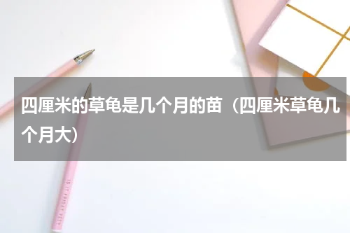 四厘米的草龟是几个月的苗（四厘米草龟几个月大）
