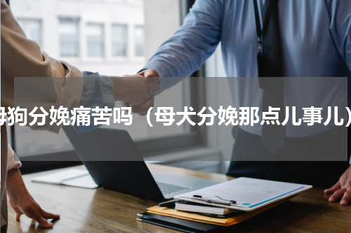 母狗分娩痛苦吗（母犬分娩那点儿事儿）