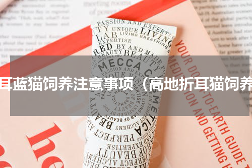 折耳蓝猫饲养注意事项（高地折耳猫饲养）