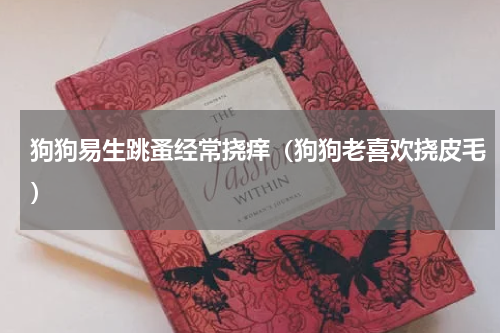 狗狗易生跳蚤经常挠痒（狗狗老喜欢挠皮毛）
