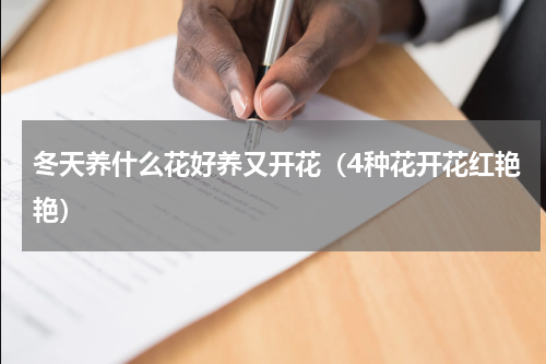 冬天养什么花好养又开花（4种花开花红艳艳）