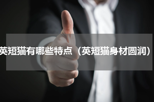 英短猫有哪些特点（英短猫身材圆润）