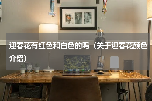 迎春花有红色和白色的吗（关于迎春花颜色介绍）