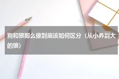 狗和狼那么像到底该如何区分（从小养到大的狼）
