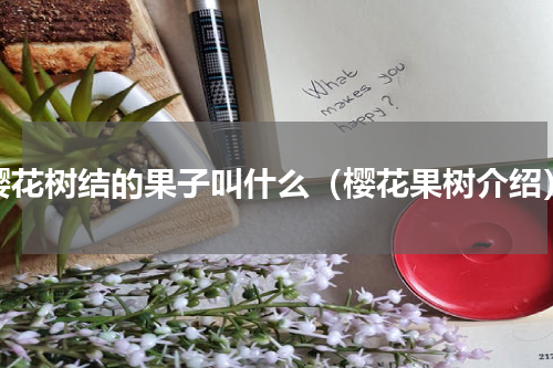 樱花树结的果子叫什么（樱花果树介绍）
