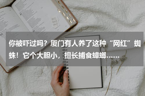 你被吓过吗？厦门有人养了这种“网红”蜘蛛！它个大胆小，擅长捕食蟑螂……