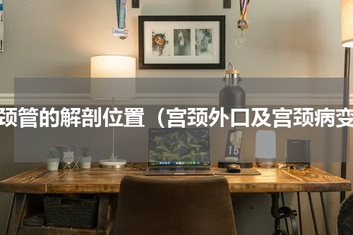 宫颈管的解剖位置（宫颈外口及宫颈病变）