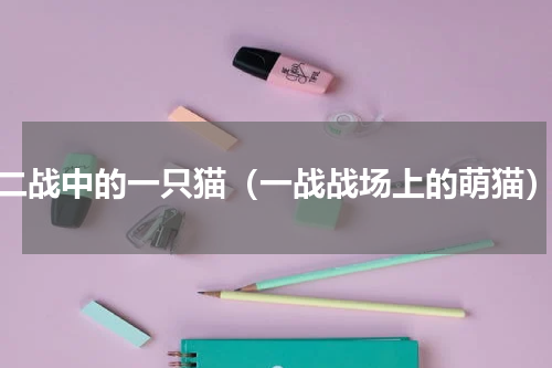 二战中的一只猫（一战战场上的萌猫）