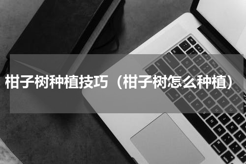 柑子树种植技巧（柑子树怎么种植）