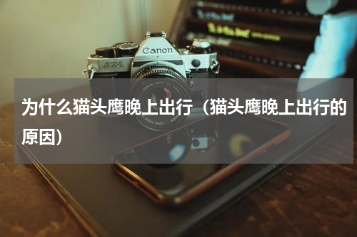 为什么猫头鹰晚上出行（猫头鹰晚上出行的原因）