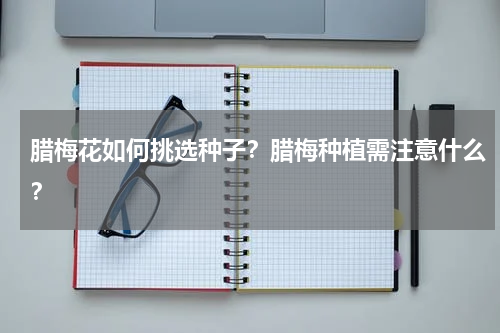 腊梅花如何挑选种子？腊梅种植需注意什么？