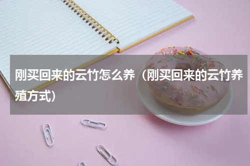刚买回来的云竹怎么养（刚买回来的云竹养殖方式）
