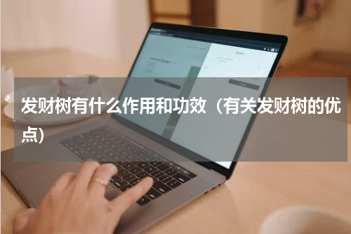 发财树有什么作用和功效（有关发财树的优点）