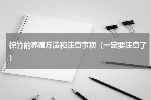 棕竹的养殖方法和注意事项（一定要注意了）