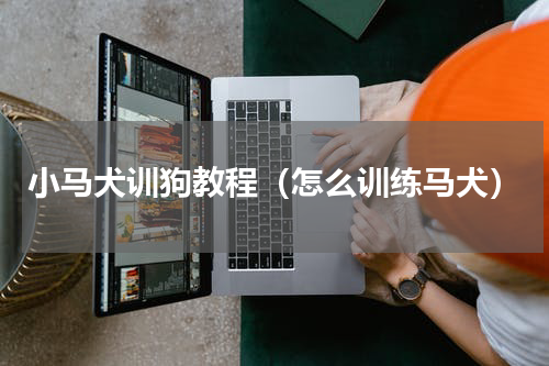 小马犬训狗教程（怎么训练马犬）