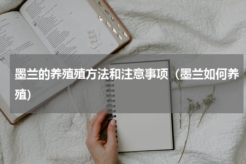 墨兰的养殖殖方法和注意事项（墨兰如何养殖）