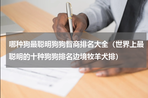 哪种狗最聪明狗狗智商排名大全（世界上最聪明的十种狗狗排名边境牧羊犬排）