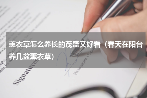 薰衣草怎么养长的茂盛又好看（春天在阳台养几盆薰衣草）