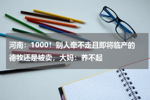 河南：1000！别人牵不走且即将临产的德牧还是被卖，大妈：养不起