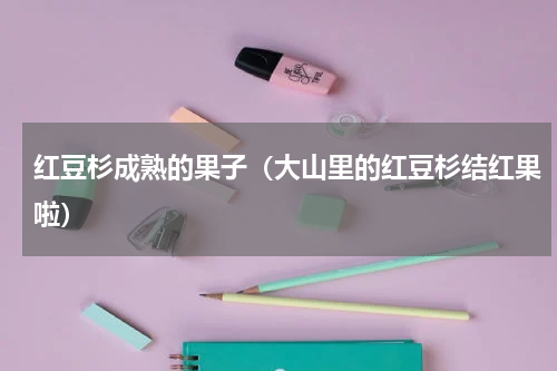 红豆杉成熟的果子（大山里的红豆杉结红果啦）