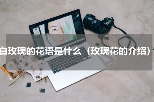 白玫瑰的花语是什么（玫瑰花的介绍）