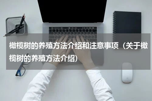 橄榄树的养殖方法介绍和注意事项（关于橄榄树的养殖方法介绍）