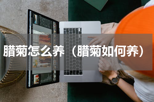 腊菊怎么养（腊菊如何养）
