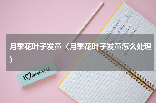 月季花叶子发黄（月季花叶子发黄怎么处理）