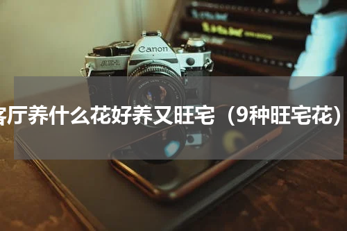 客厅养什么花好养又旺宅（9种旺宅花）