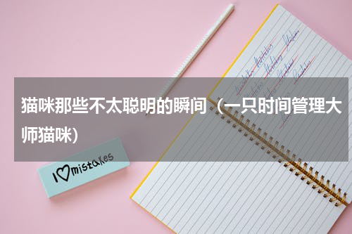 猫咪那些不太聪明的瞬间（一只时间管理大师猫咪）