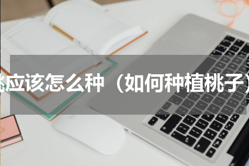 桃应该怎么种（如何种植桃子）