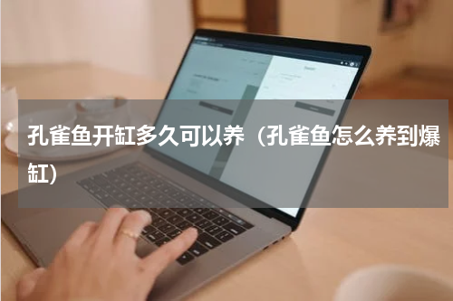 孔雀鱼开缸多久可以养（孔雀鱼怎么养到爆缸）