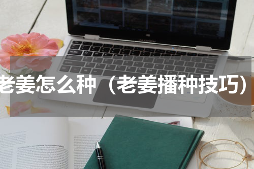 老姜怎么种（老姜播种技巧）