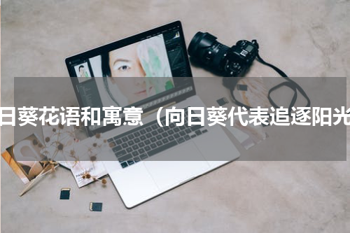 向日葵花语和寓意（向日葵代表追逐阳光）