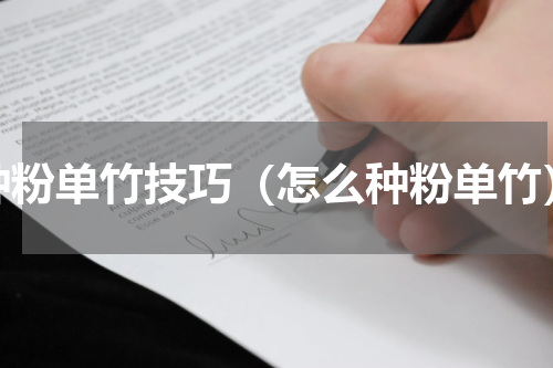 种粉单竹技巧（怎么种粉单竹）