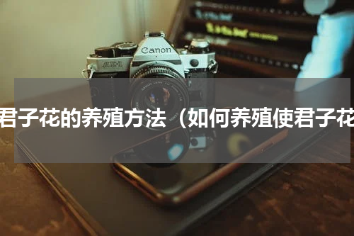 使君子花的养殖方法（如何养殖使君子花）