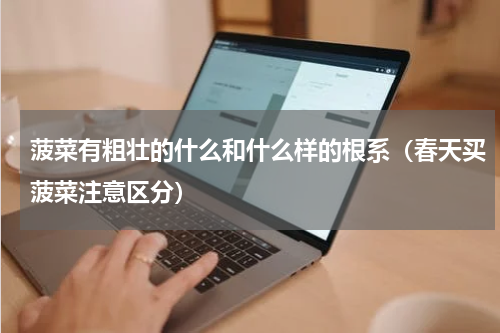 菠菜有粗壮的什么和什么样的根系（春天买菠菜注意区分）