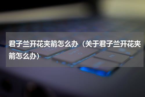 君子兰开花夹箭怎么办（关于君子兰开花夹箭怎么办）