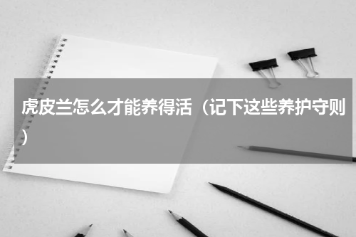 虎皮兰怎么才能养得活（记下这些养护守则）