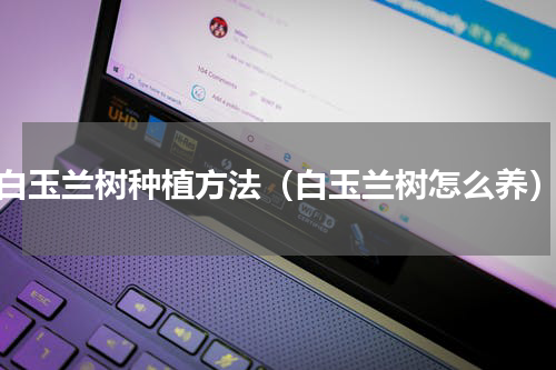 白玉兰树种植方法（白玉兰树怎么养）