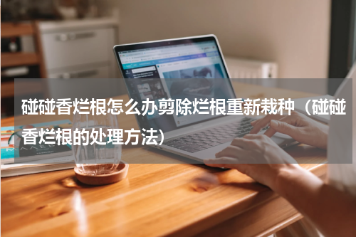 碰碰香烂根怎么办剪除烂根重新栽种（碰碰香烂根的处理方法）