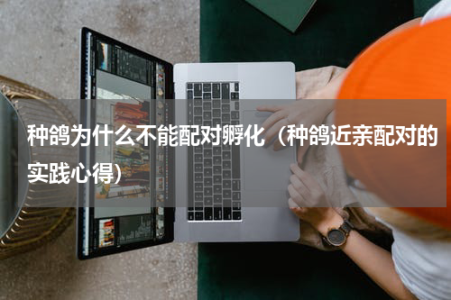 种鸽为什么不能配对孵化（种鸽近亲配对的实践心得）