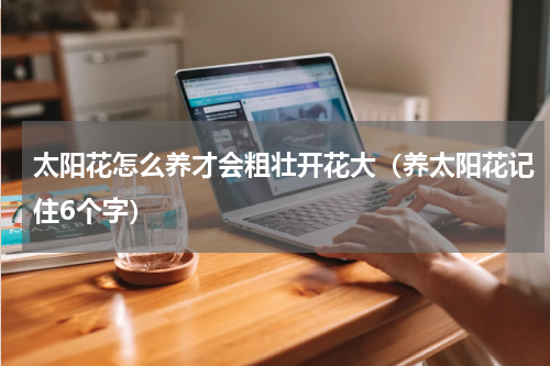 太阳花怎么养才会粗壮开花大（养太阳花记住6个字）