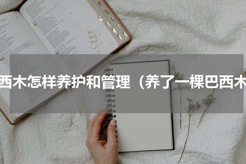巴西木怎样养护和管理（养了一棵巴西木）