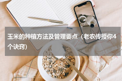 玉米的种植方法及管理要点（老农传授你4个诀窍）